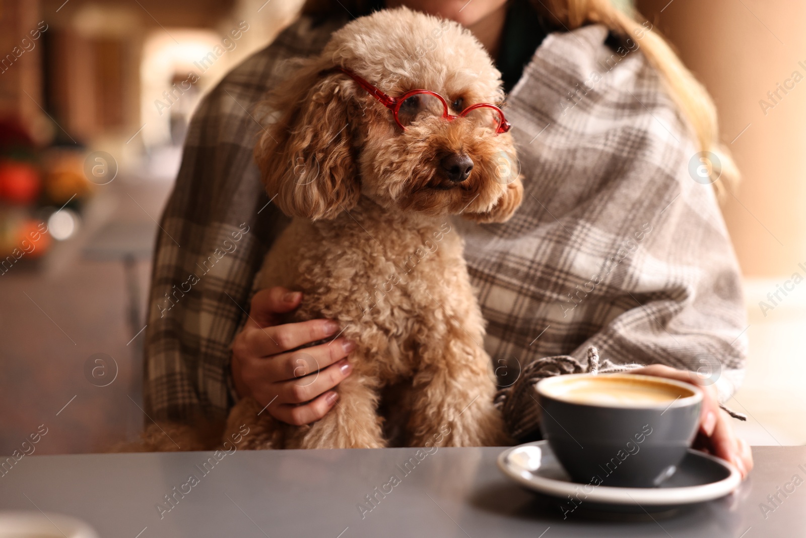 Photo of Woman with cute Toy Poodle dog and coffee in cafe, closeup