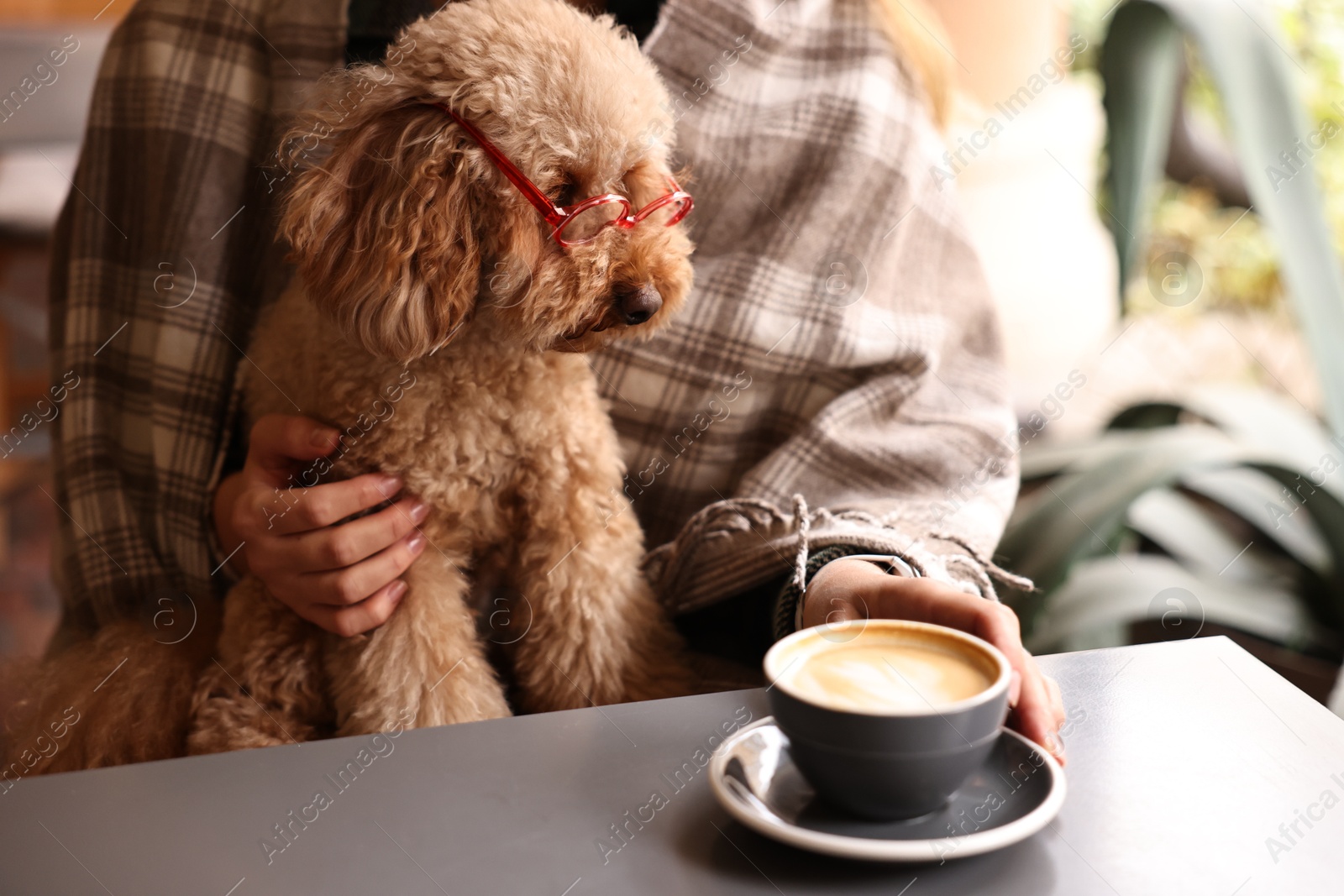 Photo of Woman with cute Toy Poodle dog and coffee in cafe, closeup