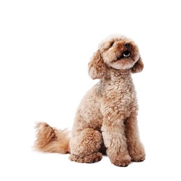 Photo of Cute Toy Poodle dog on white background. Lovely pet