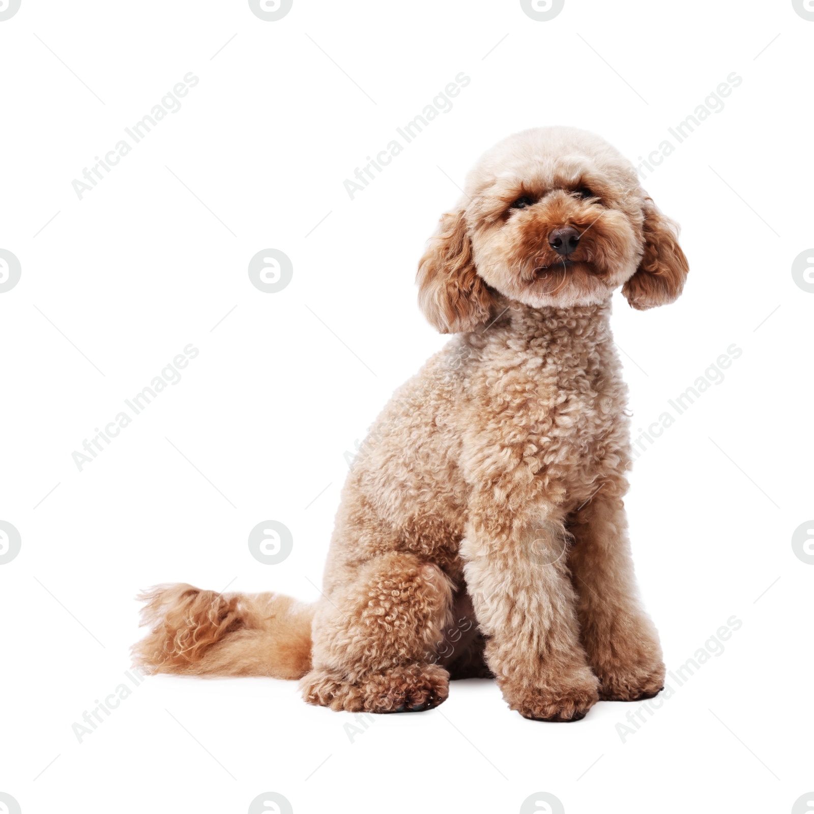 Photo of Cute Toy Poodle dog on white background. Lovely pet