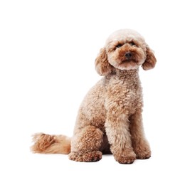 Photo of Cute Toy Poodle dog on white background. Lovely pet