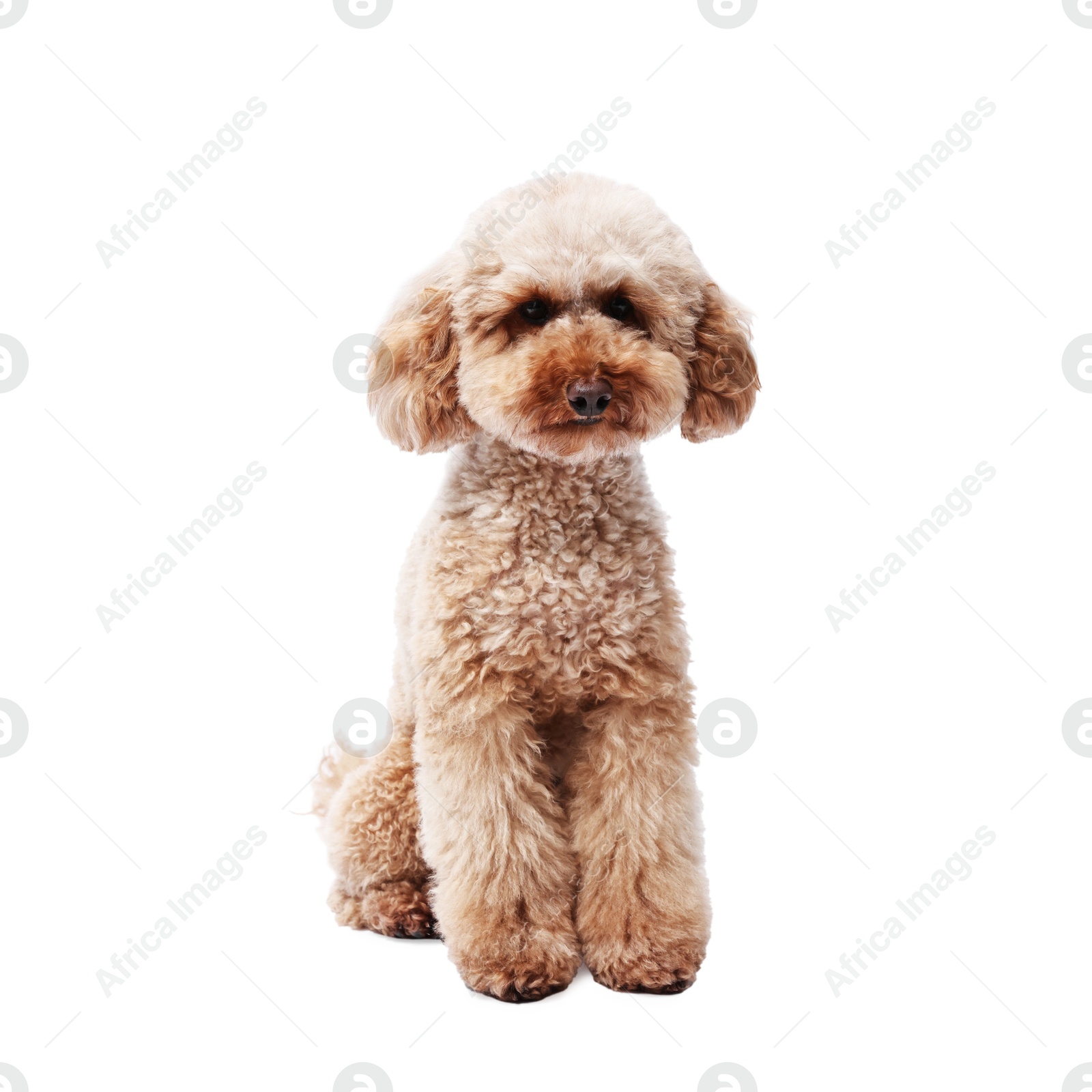 Photo of Cute Toy Poodle dog on white background. Lovely pet