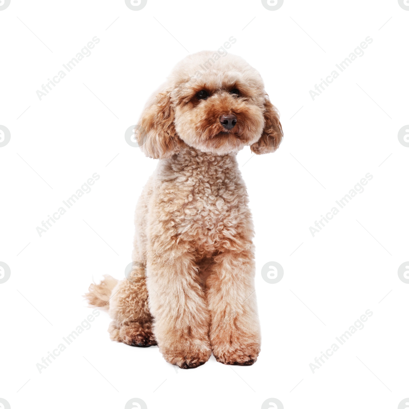 Photo of Cute Toy Poodle dog on white background. Lovely pet