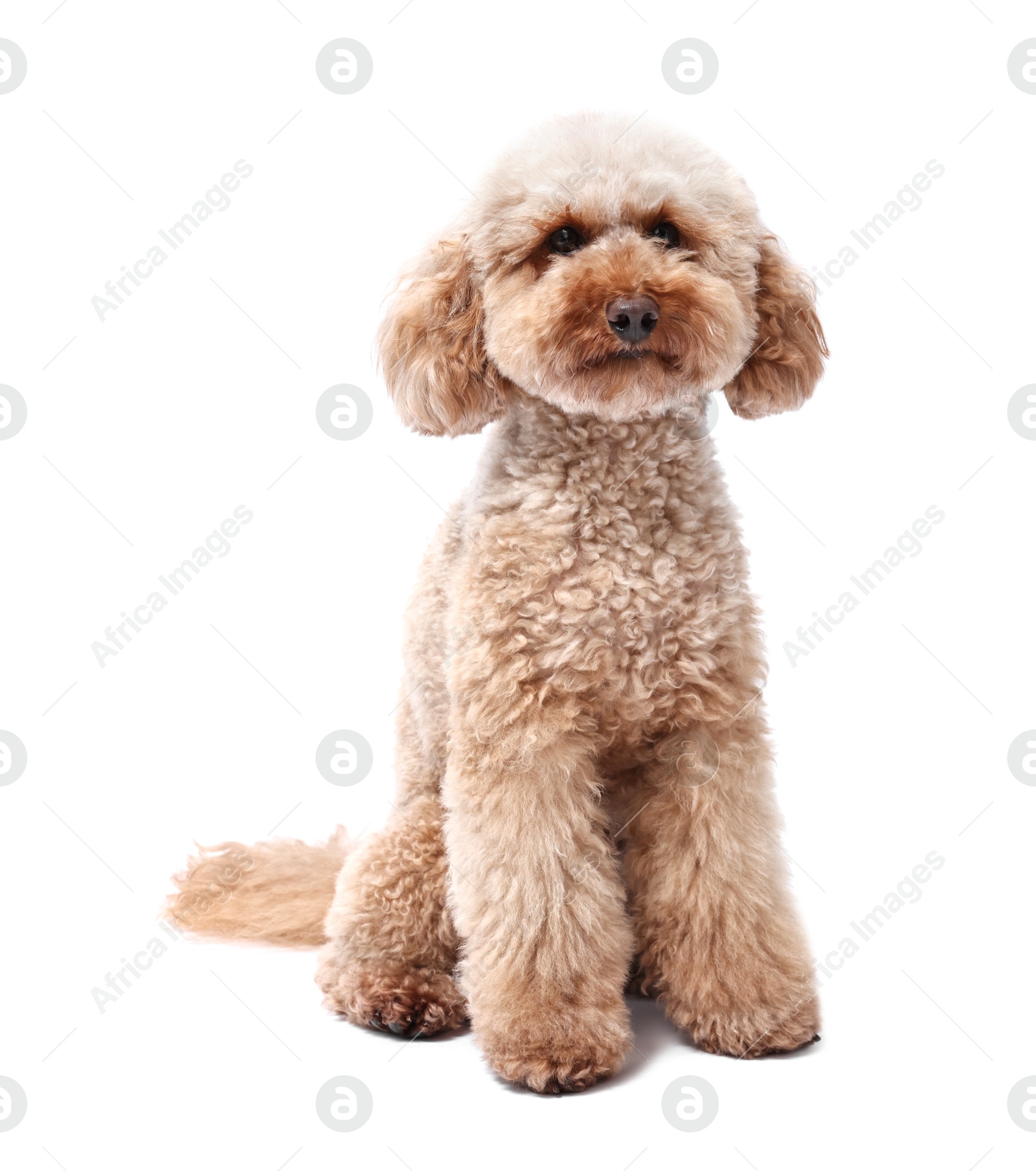 Photo of Cute Toy Poodle dog on white background. Lovely pet