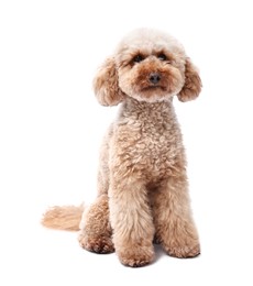 Cute Toy Poodle dog on white background. Lovely pet