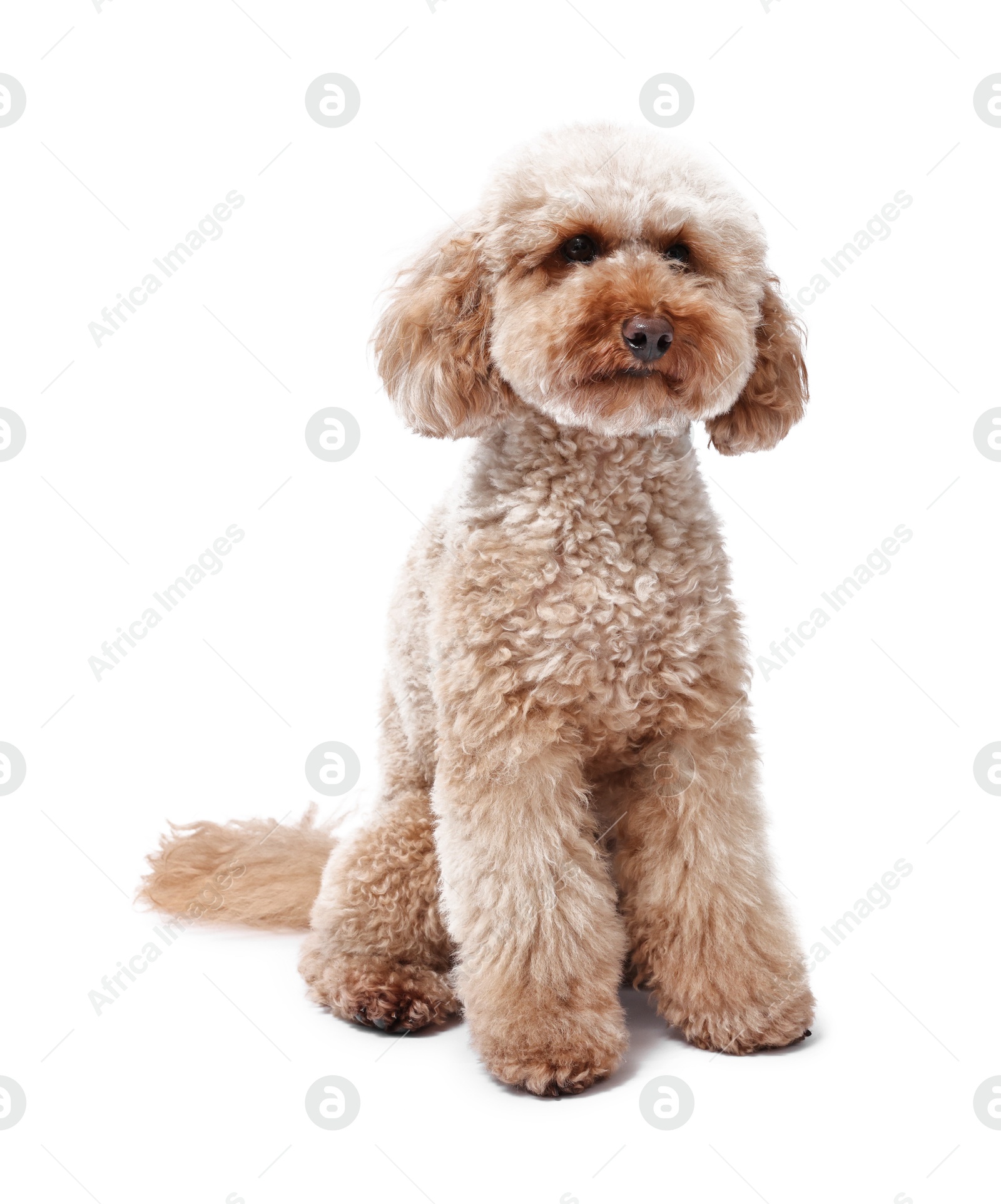 Photo of Cute Toy Poodle dog on white background. Lovely pet