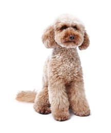 Photo of Cute Toy Poodle dog on white background. Lovely pet