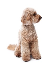 Photo of Cute Toy Poodle dog on white background. Lovely pet