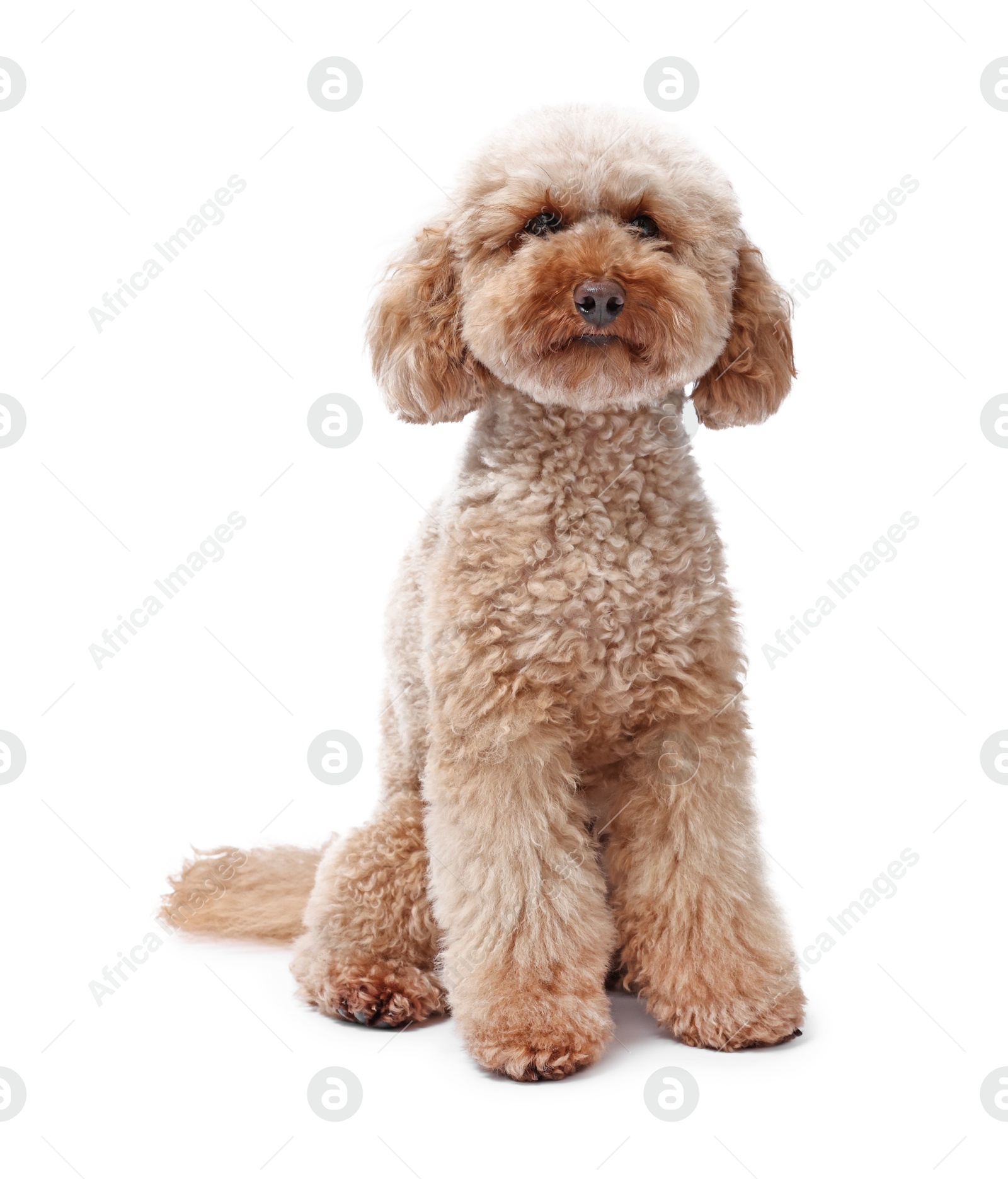 Photo of Cute Toy Poodle dog on white background. Lovely pet