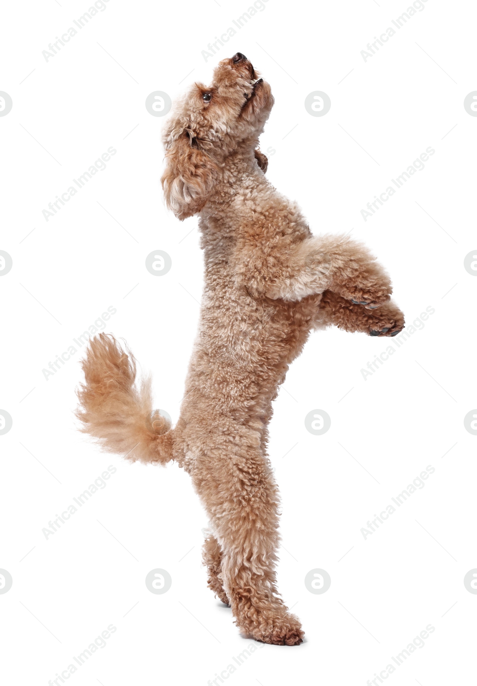 Photo of Cute Toy Poodle dog on white background. Lovely pet