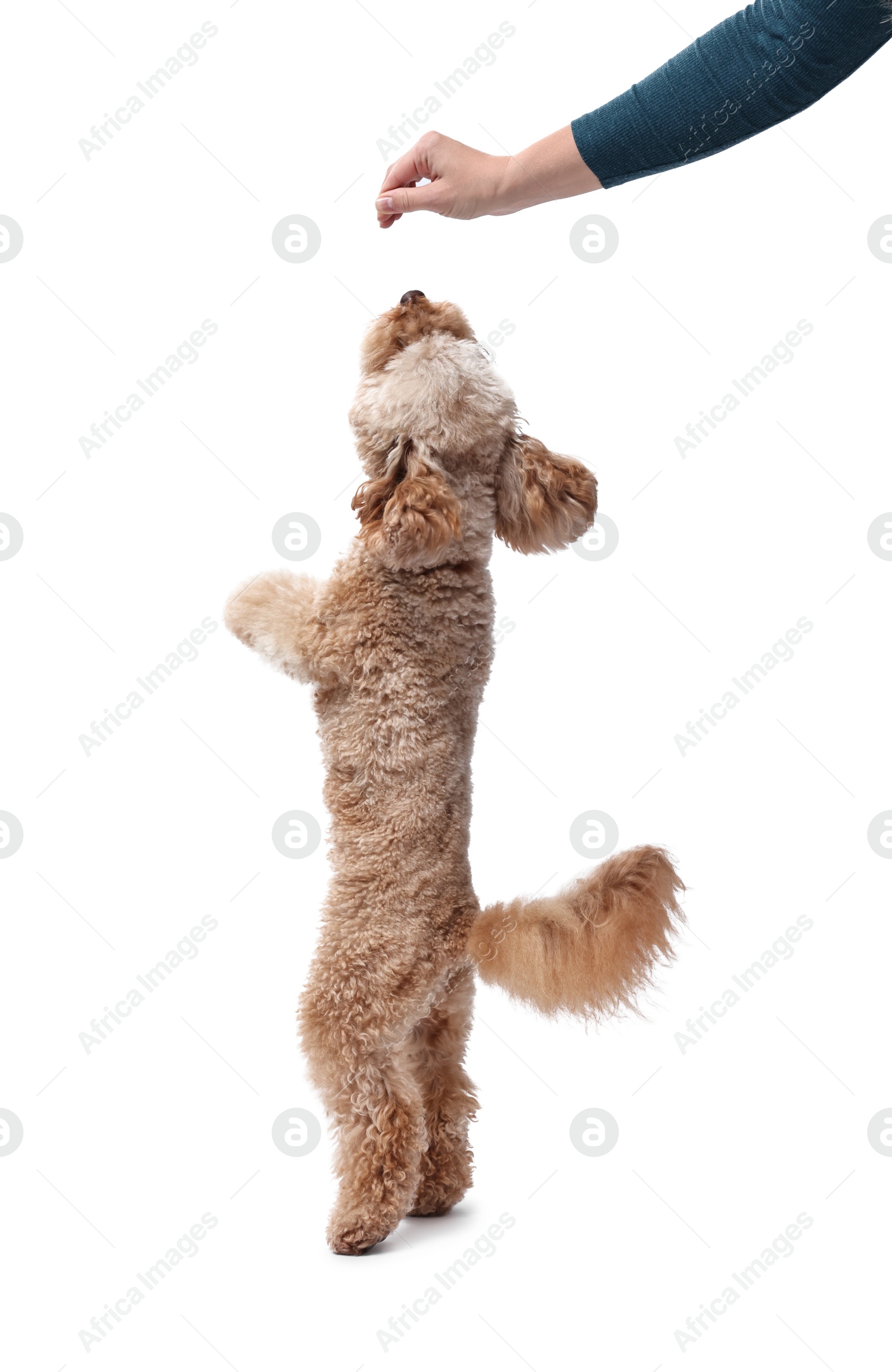 Photo of Woman feeding her cute Toy Poodle dog on white background, closeup