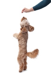 Woman feeding her cute Toy Poodle dog on white background, closeup