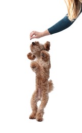 Woman feeding her cute Toy Poodle dog on white background, closeup