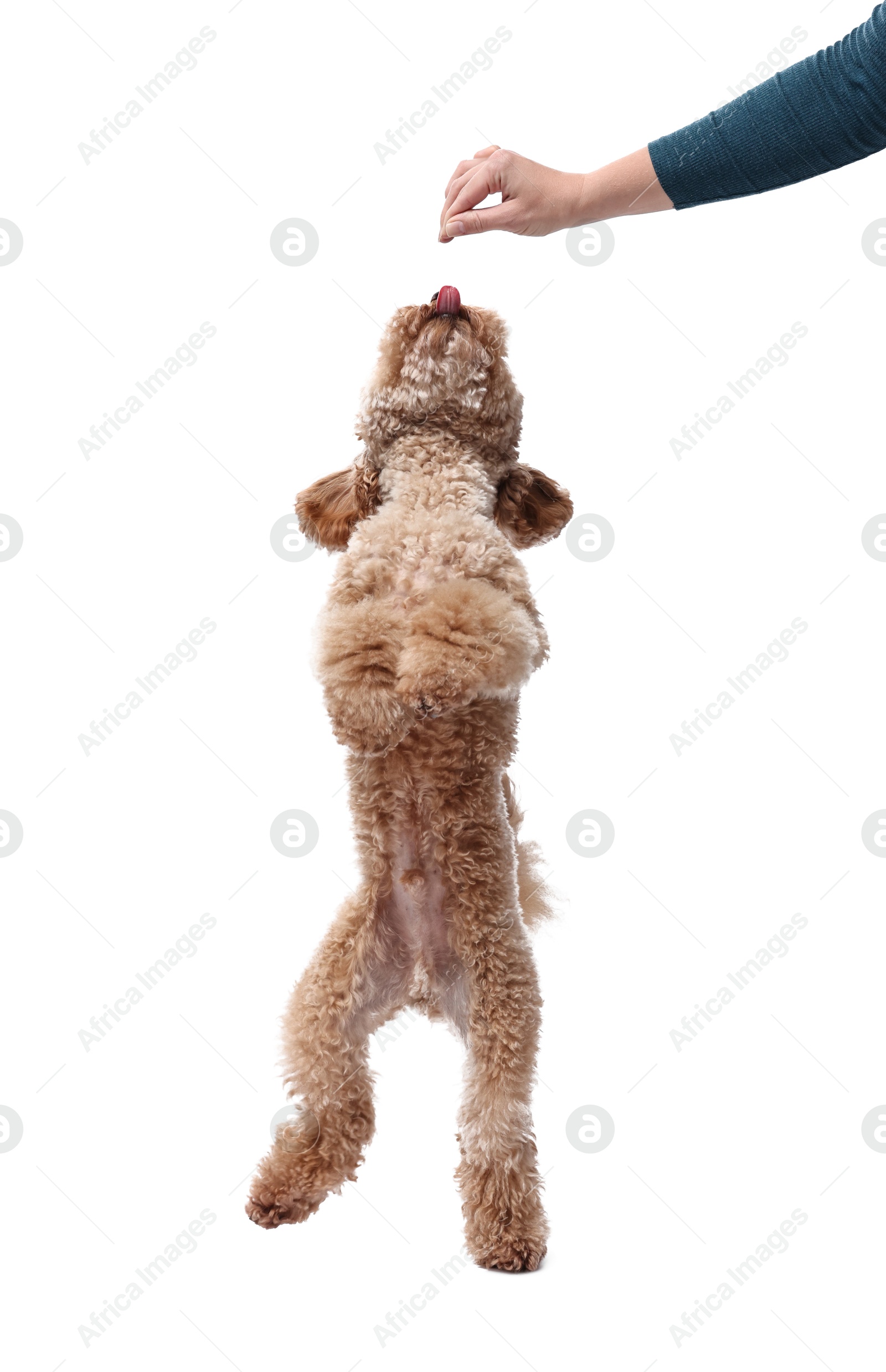 Photo of Woman feeding her cute Toy Poodle dog on white background, closeup