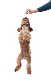 Photo of Woman feeding her cute Toy Poodle dog on white background, closeup