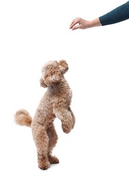 Woman feeding her cute Toy Poodle dog on white background, closeup