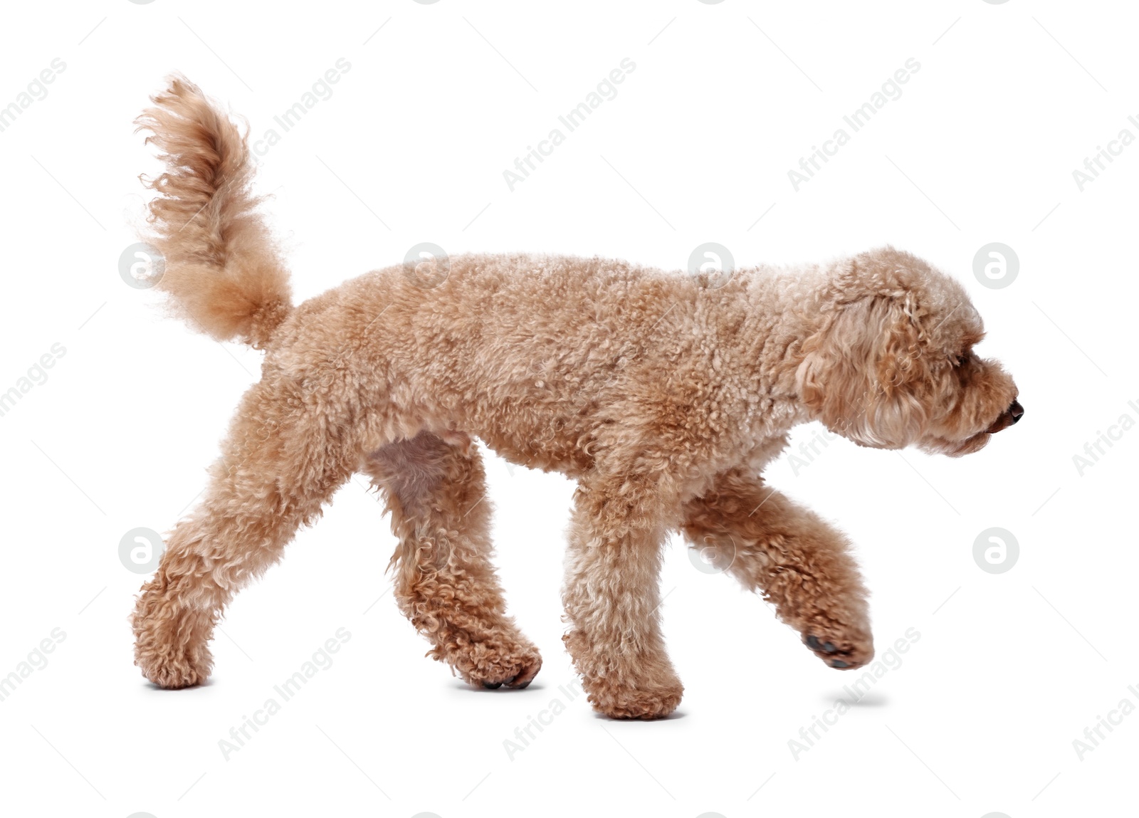 Photo of Cute Toy Poodle dog on white background. Lovely pet