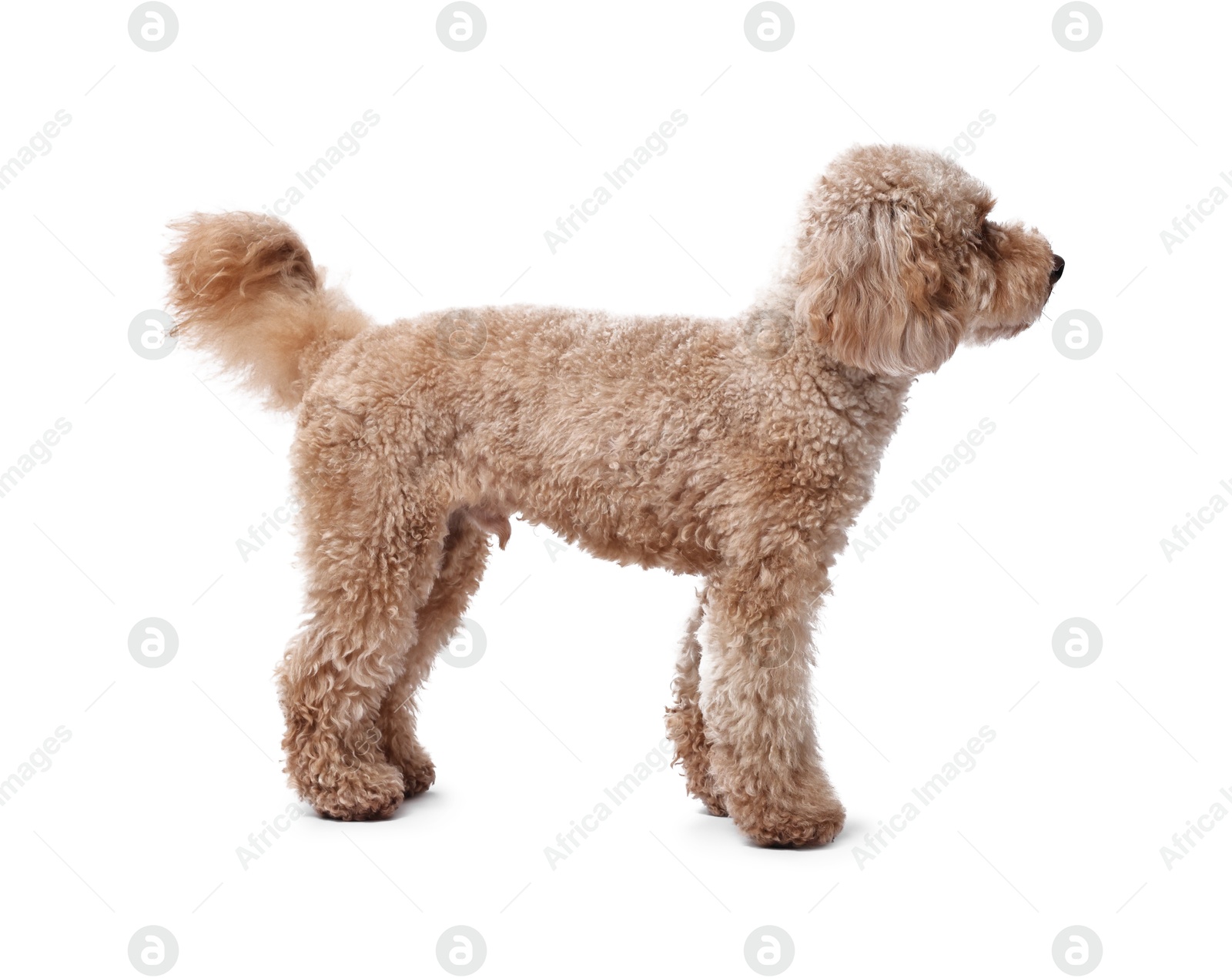 Photo of Cute Toy Poodle dog on white background. Lovely pet