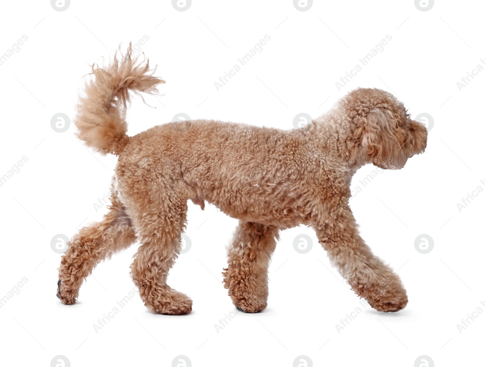 Photo of Cute Toy Poodle dog on white background. Lovely pet