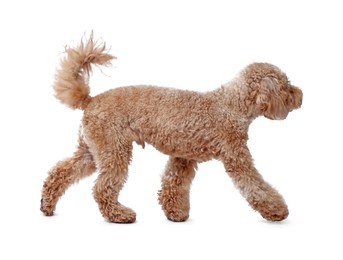 Photo of Cute Toy Poodle dog on white background. Lovely pet