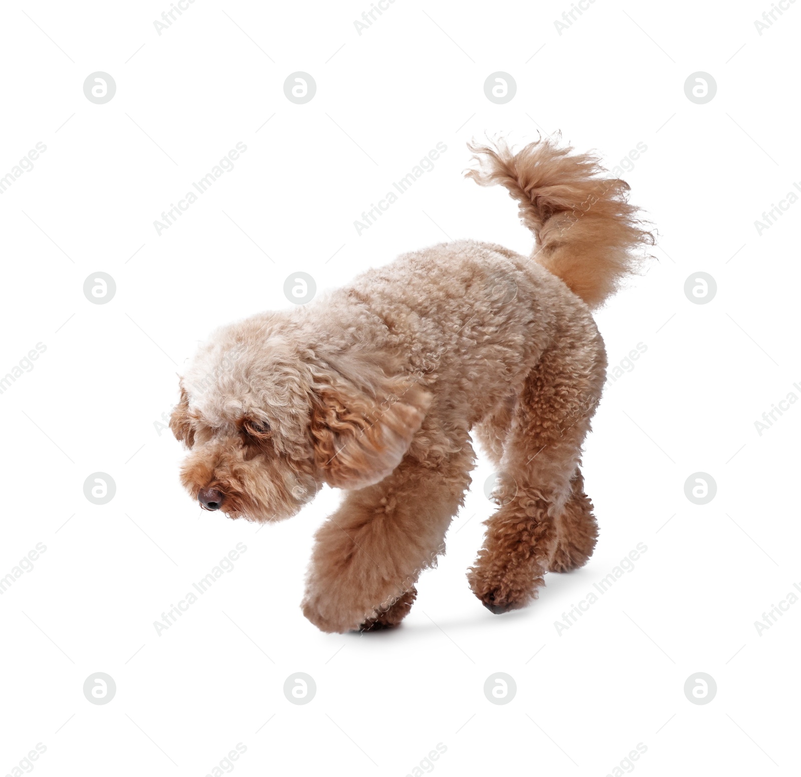 Photo of Cute Toy Poodle dog on white background. Lovely pet