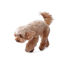 Photo of Cute Toy Poodle dog on white background. Lovely pet