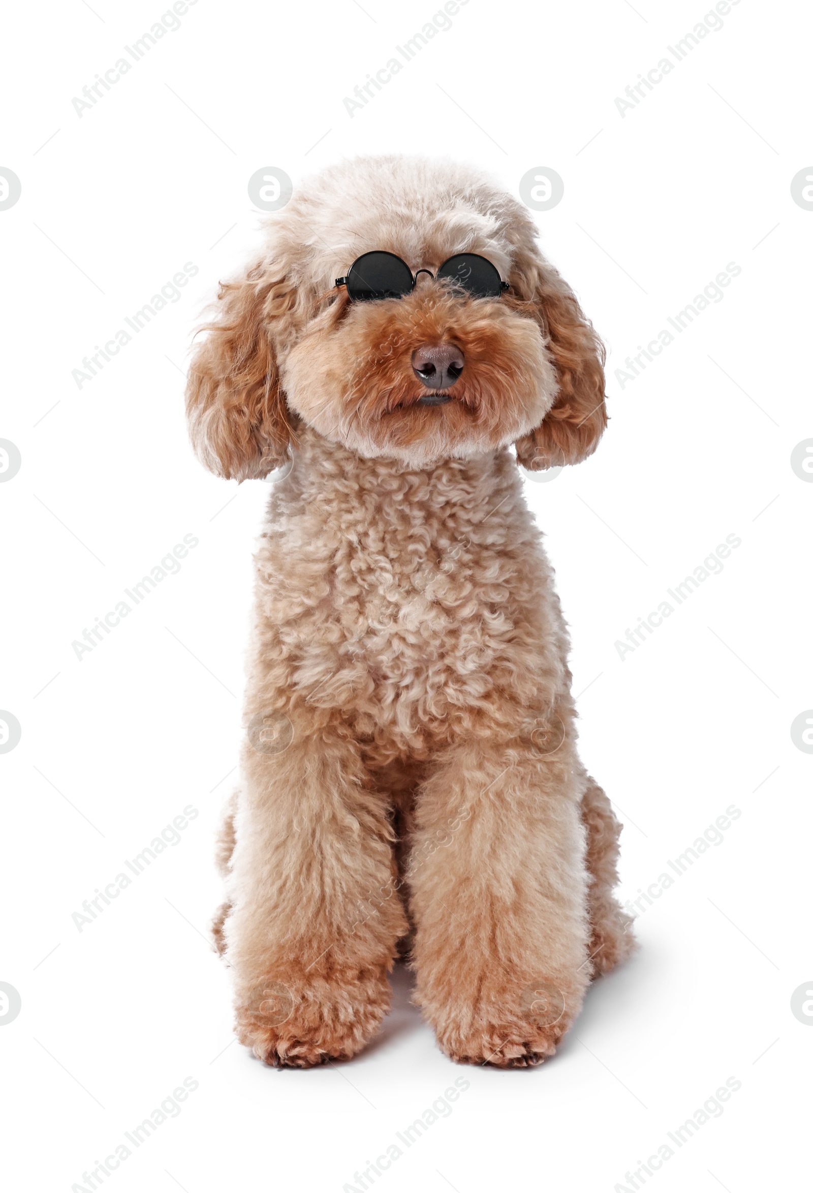 Photo of Cute Toy Poodle dog in sunglasses on white background