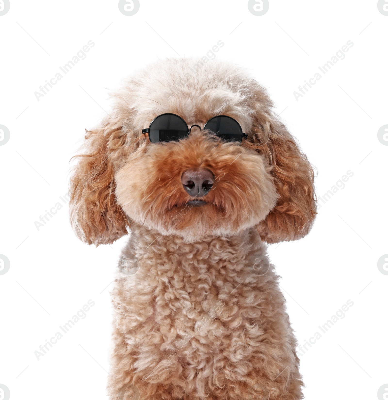 Photo of Cute Toy Poodle dog in sunglasses on white background