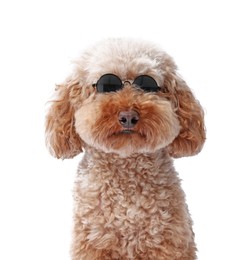 Cute Toy Poodle dog in sunglasses on white background