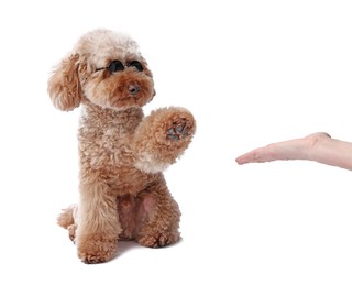 Cute Toy Poodle dog in sunglasses giving paw to owner on white background