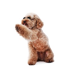 Photo of Cute Toy Poodle dog in sunglasses on white background