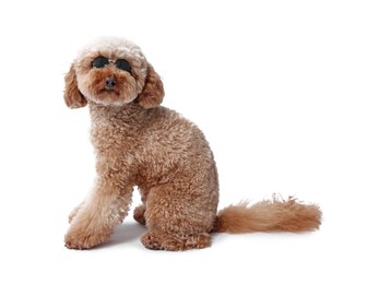 Photo of Cute Toy Poodle dog in sunglasses on white background