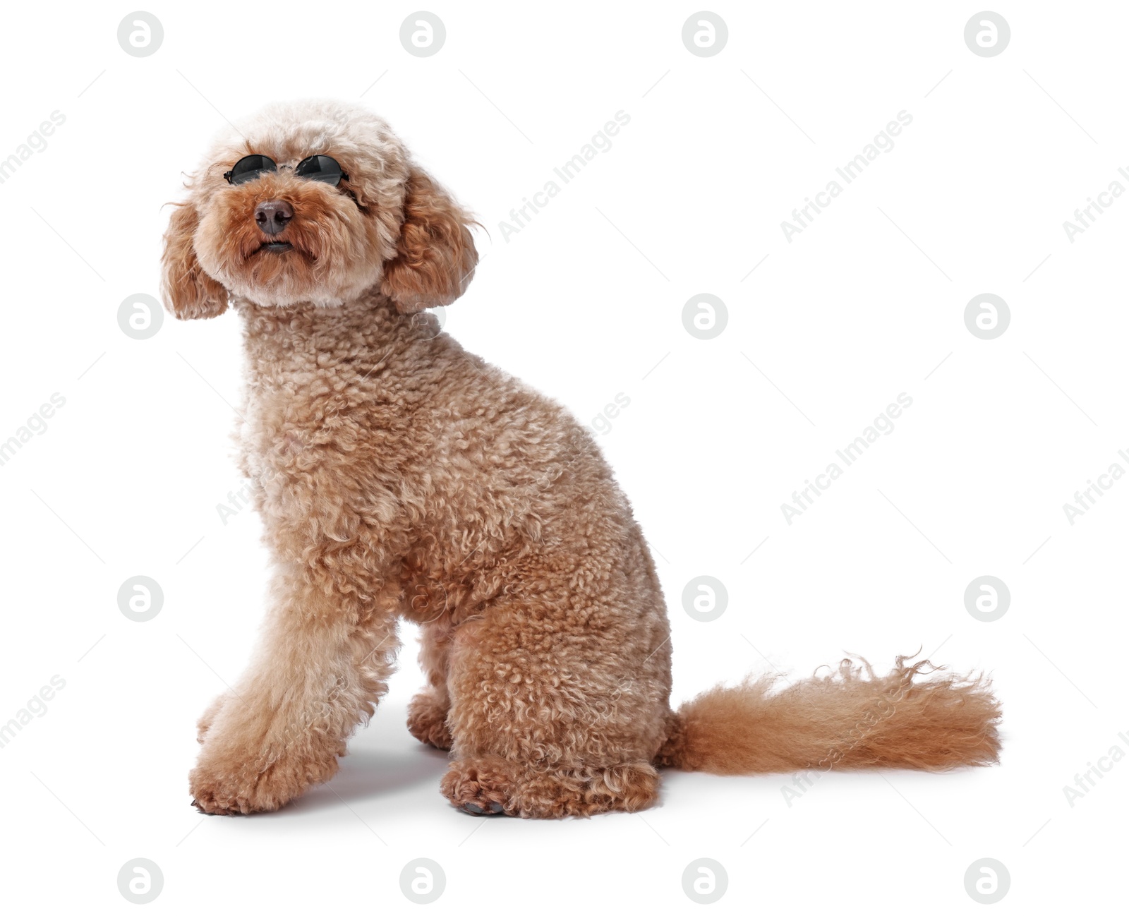 Photo of Cute Toy Poodle dog in sunglasses on white background