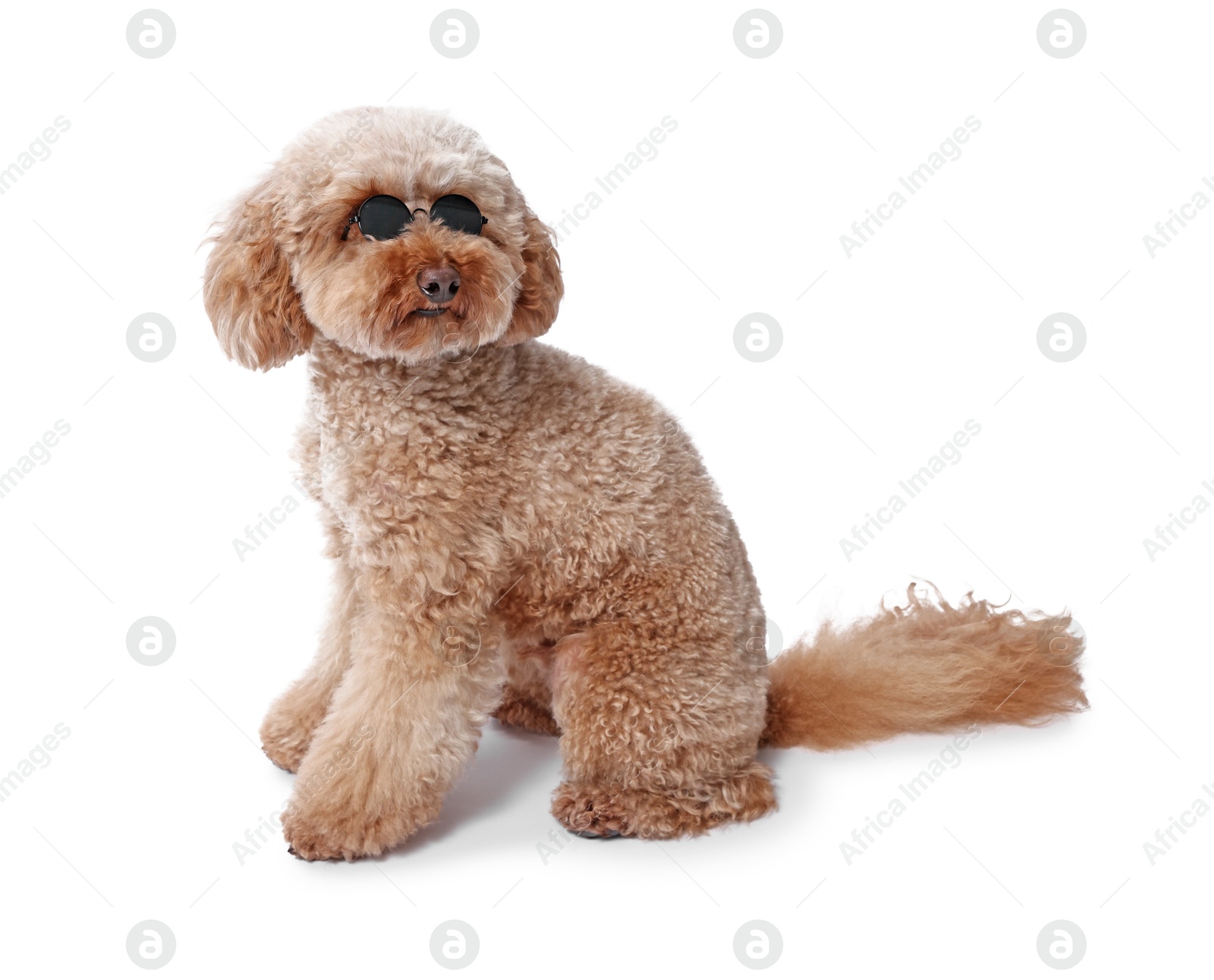 Photo of Cute Toy Poodle dog in sunglasses on white background