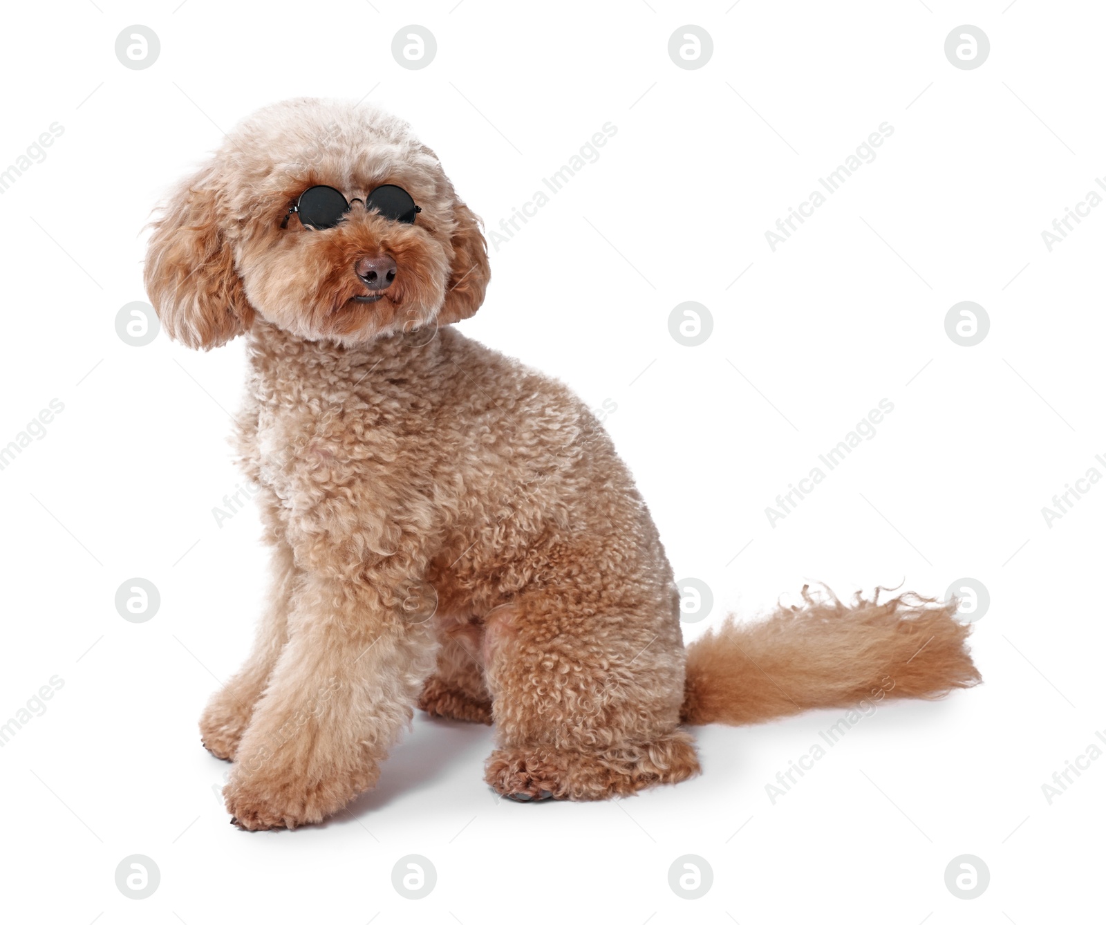 Photo of Cute Toy Poodle dog in sunglasses on white background