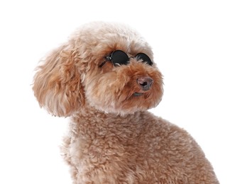 Photo of Cute Toy Poodle dog in sunglasses on white background