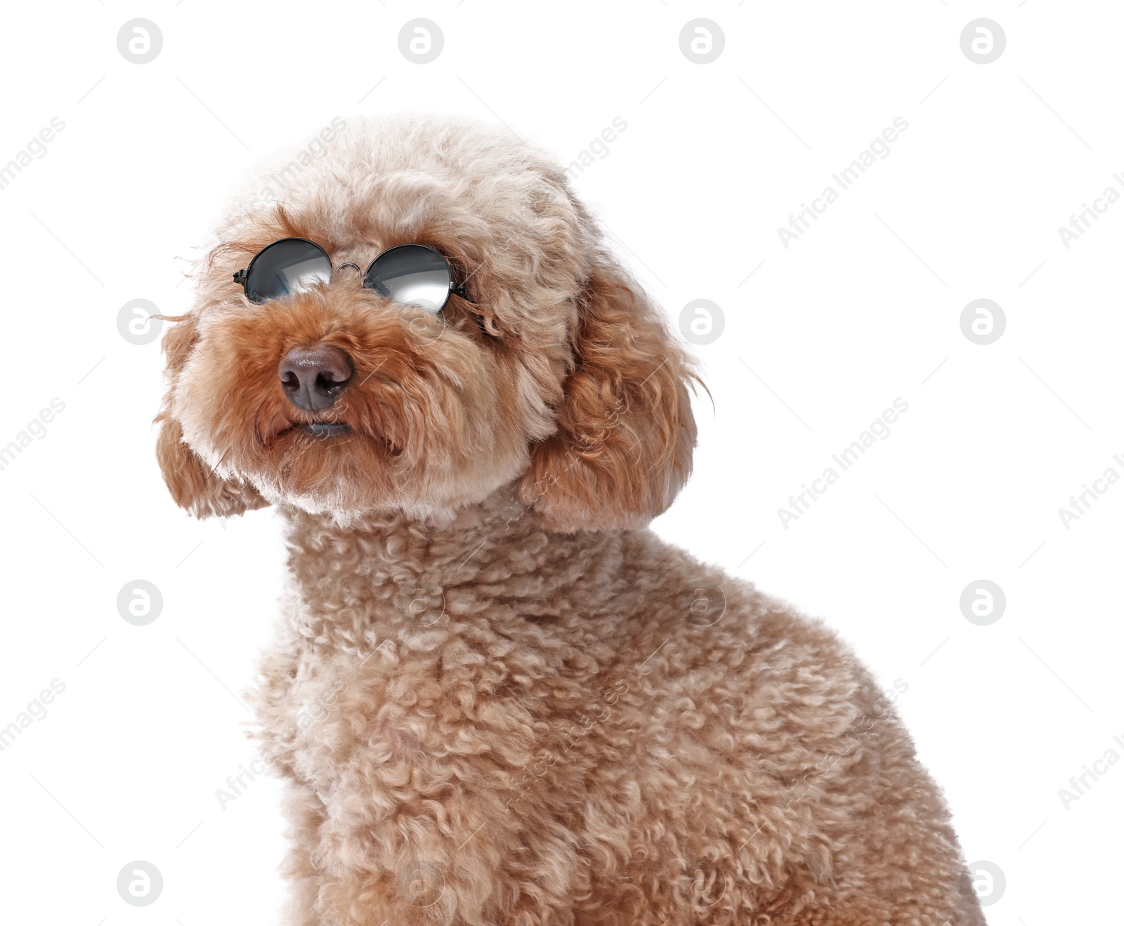 Photo of Cute Toy Poodle dog in sunglasses on white background