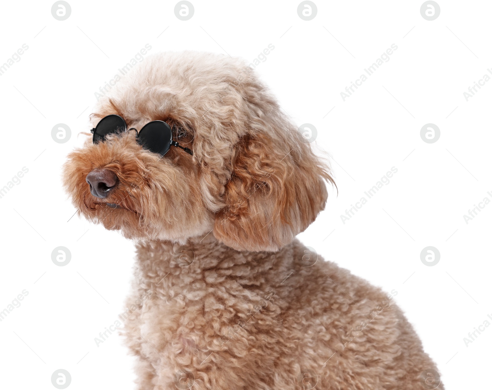 Photo of Cute Toy Poodle dog in sunglasses on white background