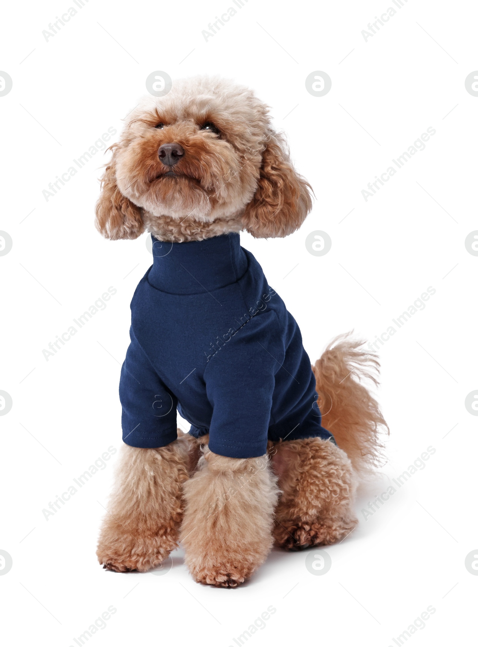 Photo of Cute Toy Poodle dog in pet clothes on white background