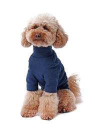 Cute Toy Poodle dog in pet clothes on white background