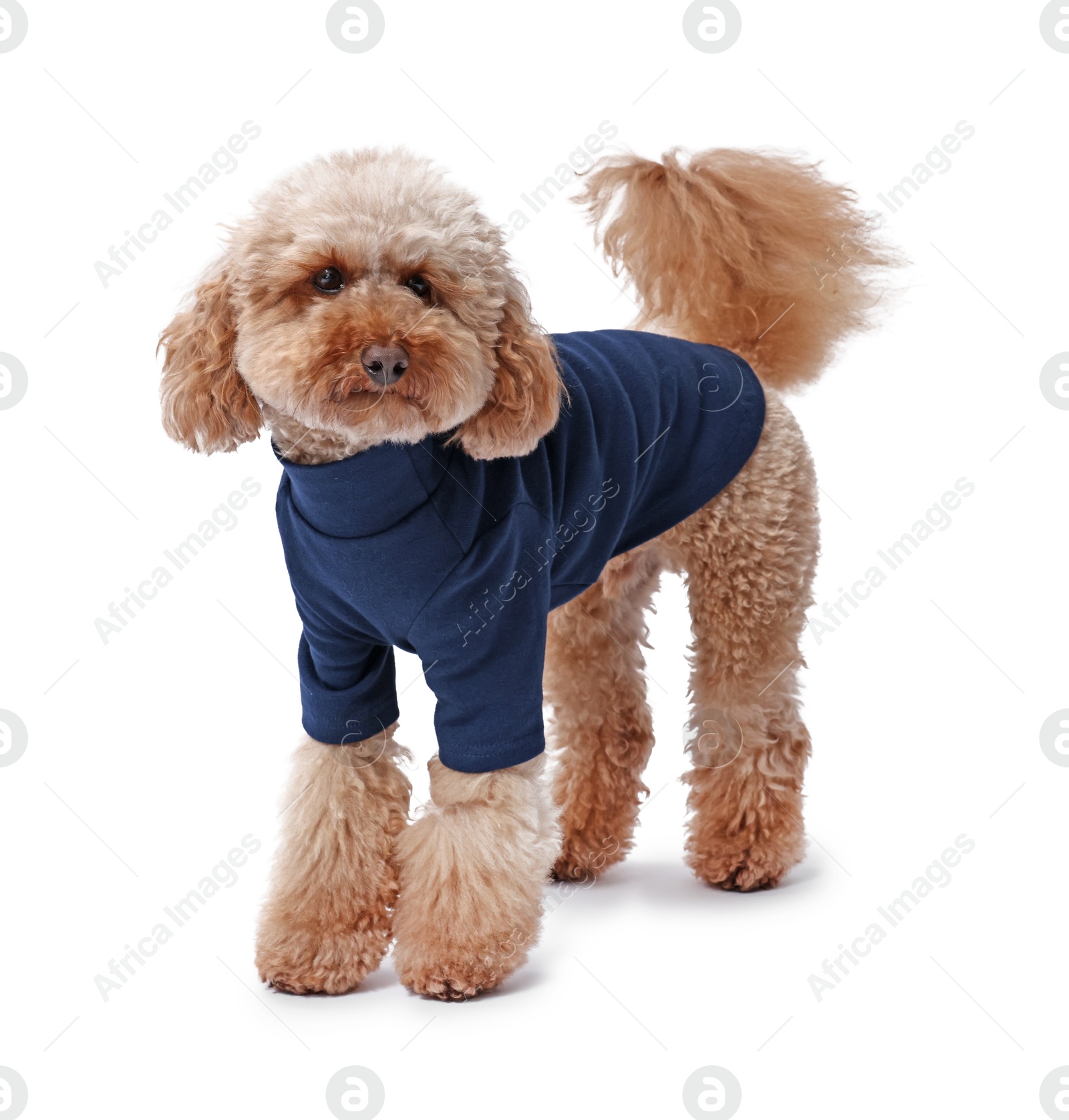 Photo of Cute Toy Poodle dog in pet clothes on white background