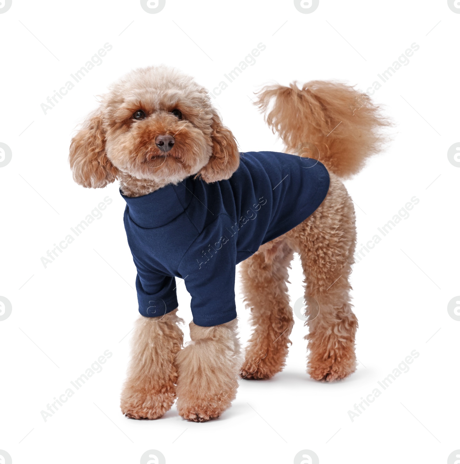 Photo of Cute Toy Poodle dog in pet clothes on white background