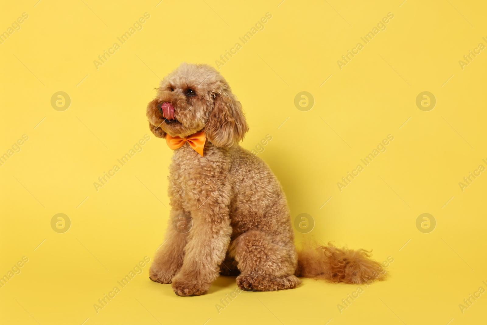 Photo of Cute Toy Poodle dog wearing orange bow tie on yellow background