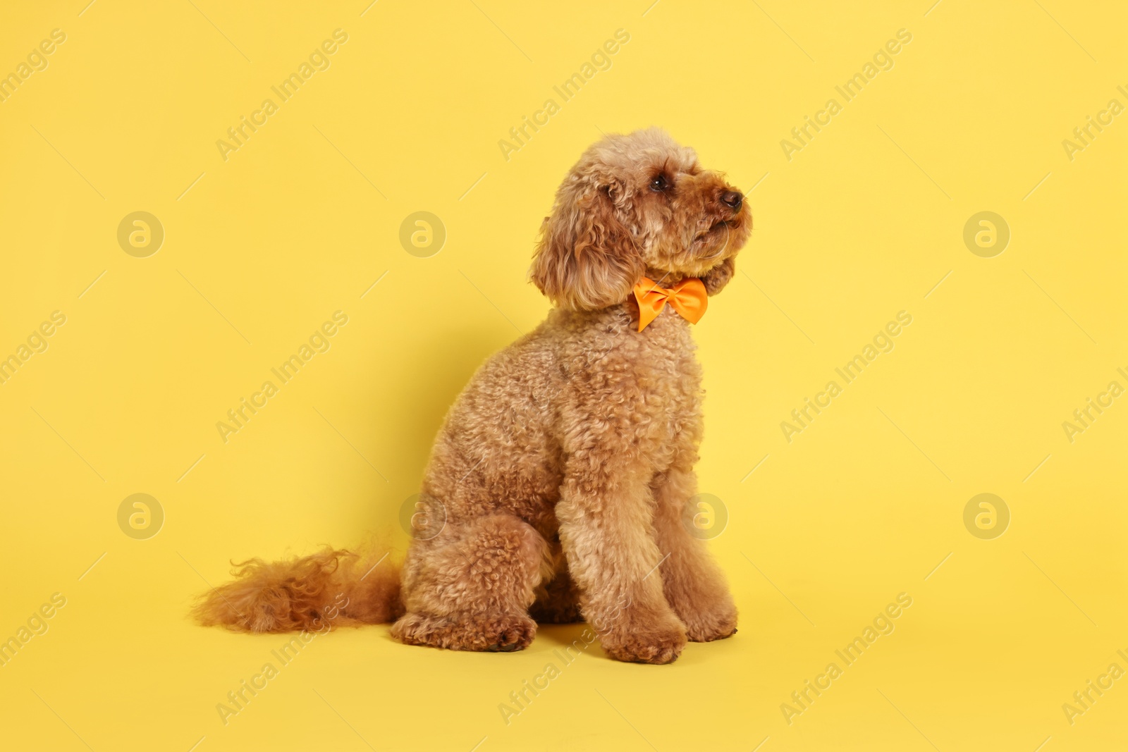 Photo of Cute Toy Poodle dog wearing orange bow tie on yellow background