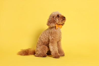 Cute Toy Poodle dog wearing orange bow tie on yellow background