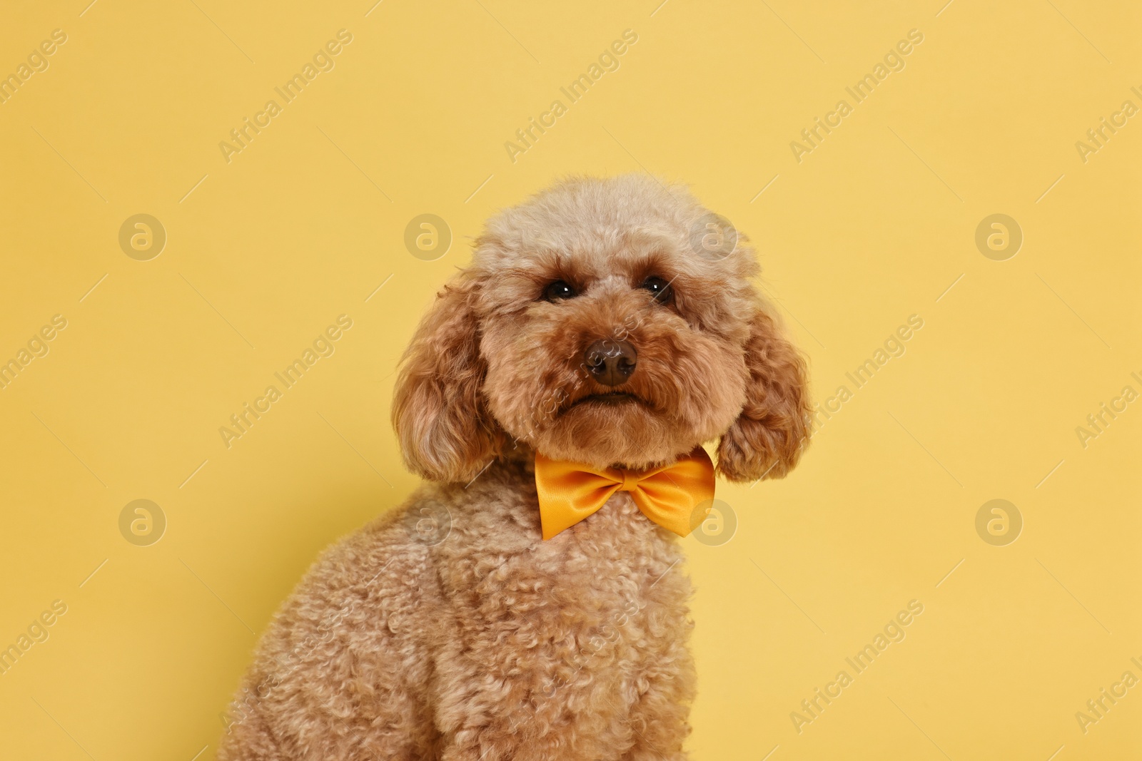 Photo of Cute Toy Poodle dog wearing bow tie on orange background