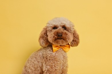 Cute Toy Poodle dog wearing bow tie on orange background