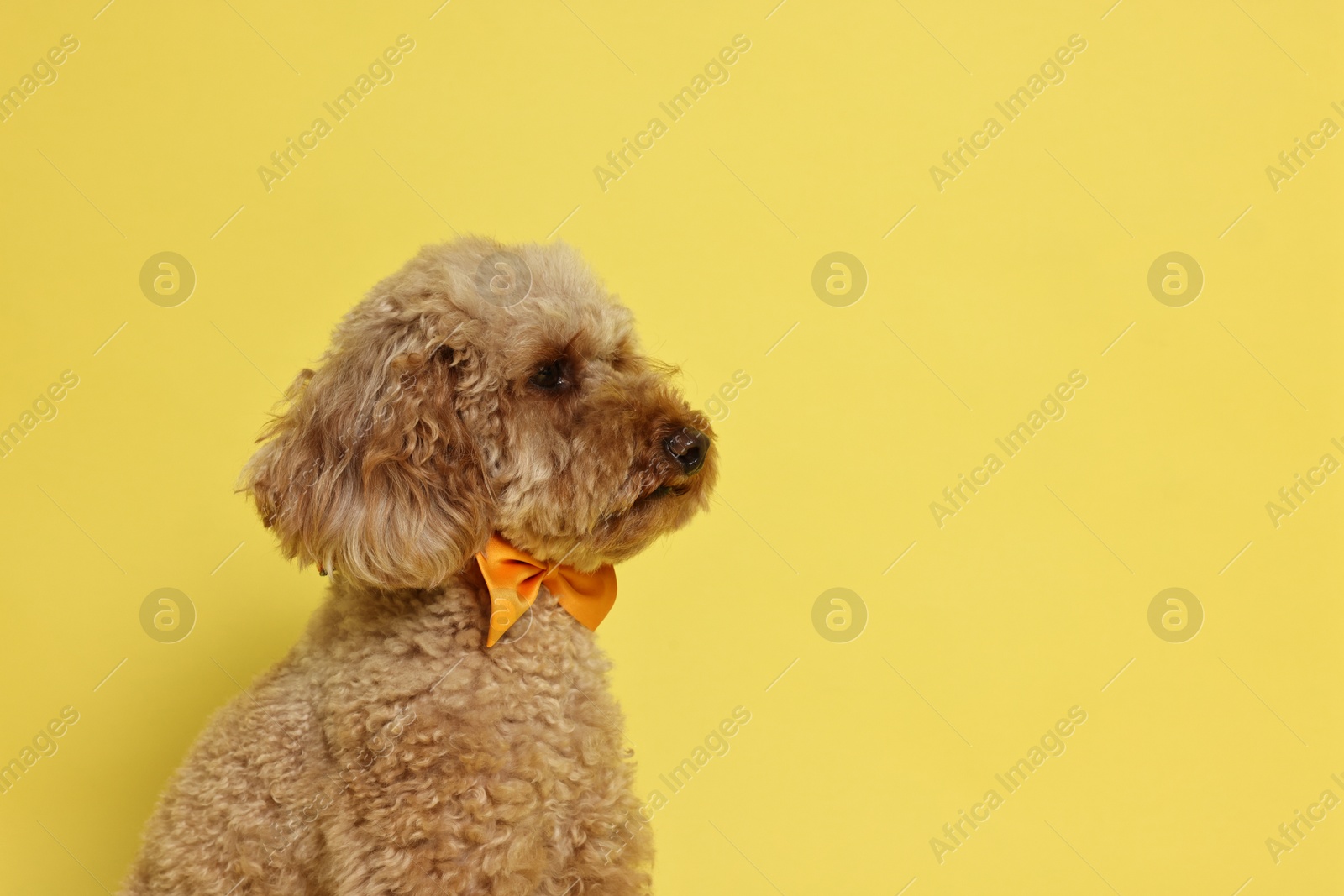 Photo of Cute Toy Poodle dog wearing orange bow tie on yellow background, space for text