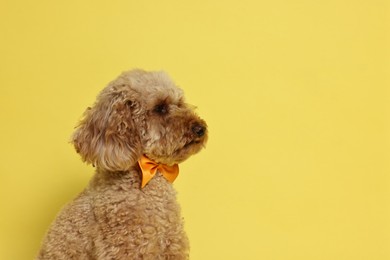 Cute Toy Poodle dog wearing orange bow tie on yellow background, space for text