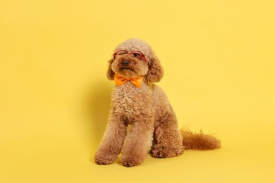 Photo of Cute Toy Poodle dog wearing bow tie and glasses on yellow background